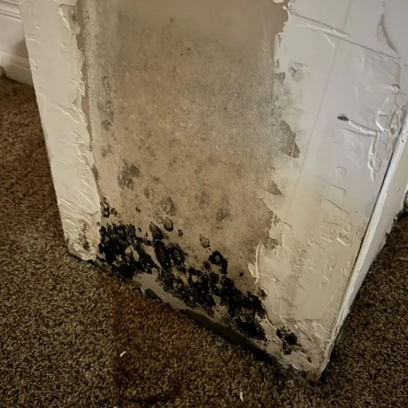 Professional Mold Removal in Torrington, WY